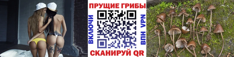 Галлюциногенные грибы Psilocybe  Ишимбай 